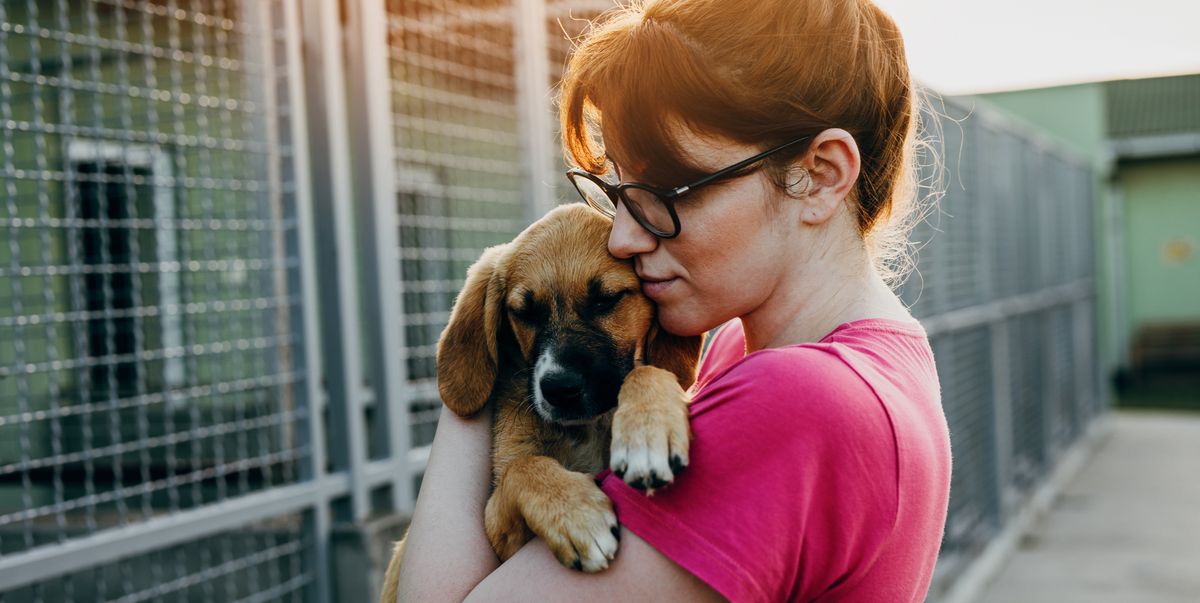 Expert Tips For When You’re Ready to Adopt Your First Pet