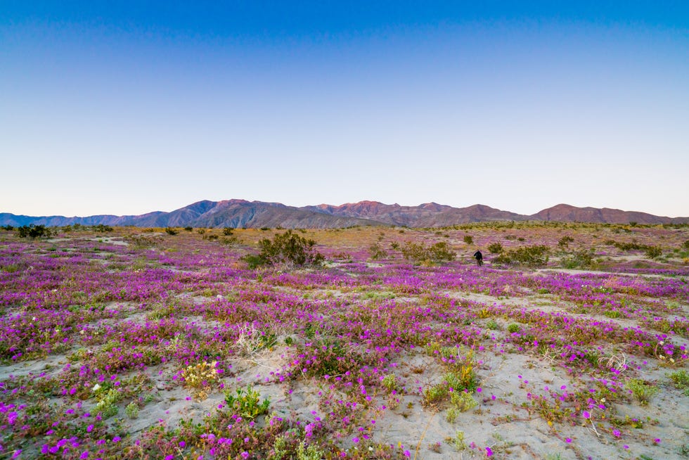 super bloom in anzaborrego
