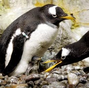 Peguin Hatchlings At Chicago Aquarium Peguin Hatchlings At Chicago Aquarium