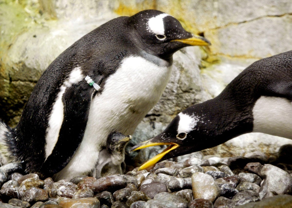 Feeling Lost? Follow This Trio of Penguins on An Aquarium Adventure.