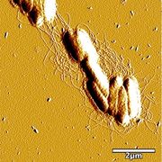 the tiny nanowires connecting colonies of g sulfurreducens to each other