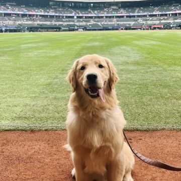 alex drummond takes her pup george to "bark at the park" baseball game