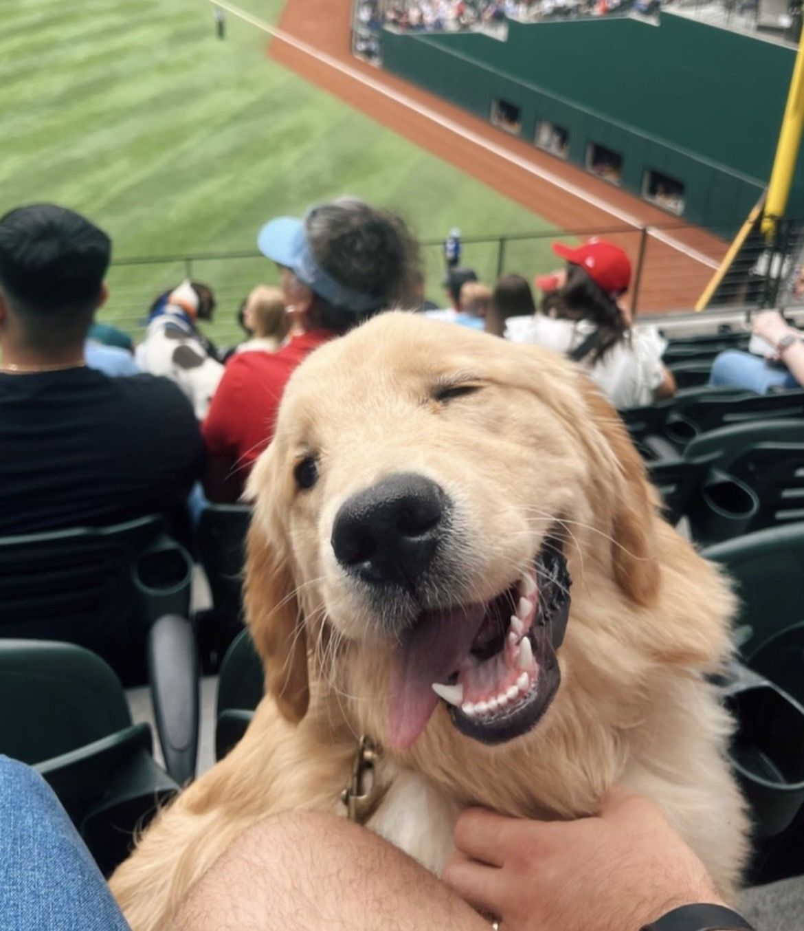 See Alex Drummond take George to a 'Bark at the Park' Baseball Game