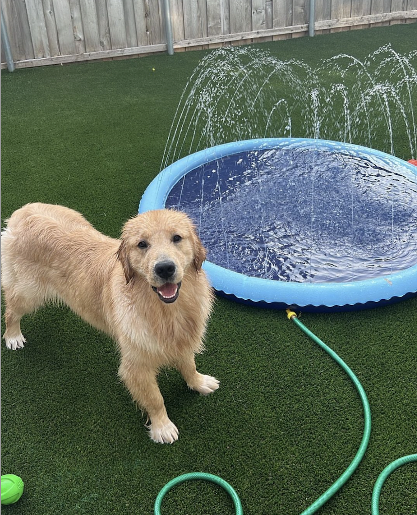 Splash pad for dogs fashion near me