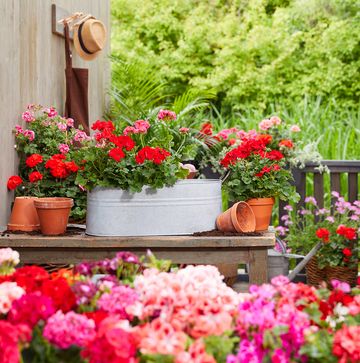 flores y plantas para terrazas, con macetas de geranios