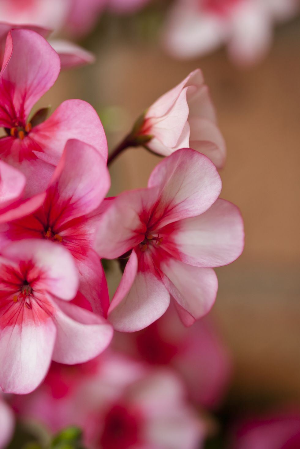 geranium flowers