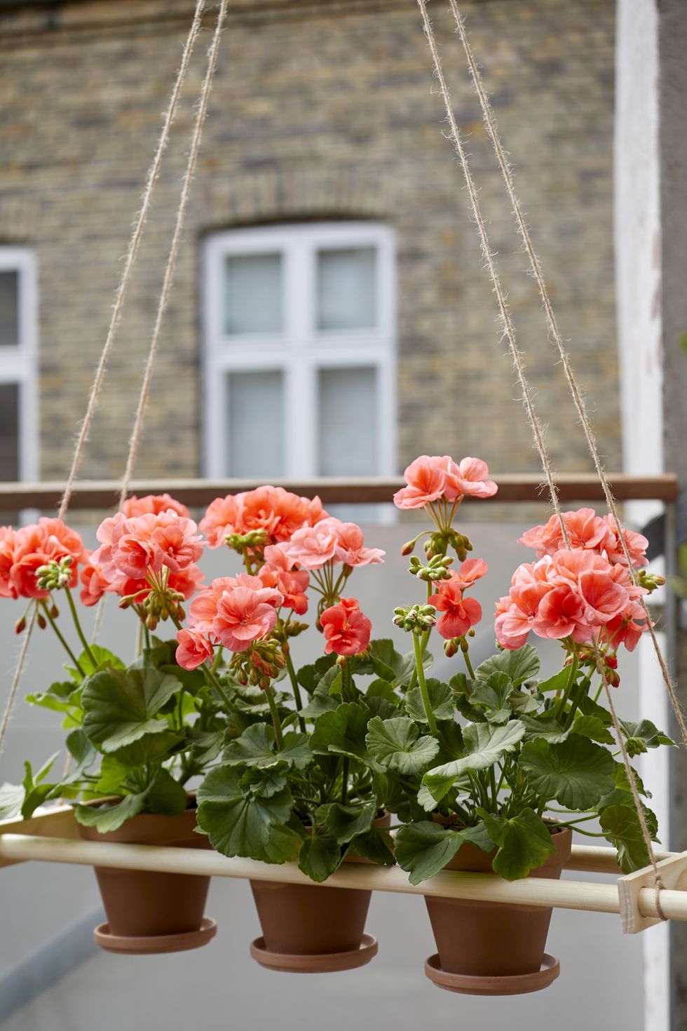 hanging balcony planter with geraniums