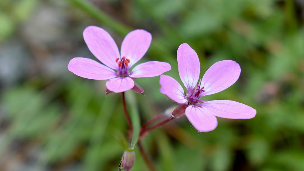 Madeira gardens: Best plants and flowers to see around the island