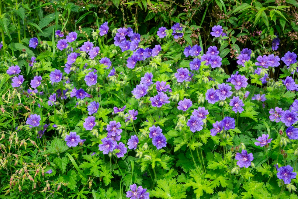 Best Shade Perennials Perennial Geranium