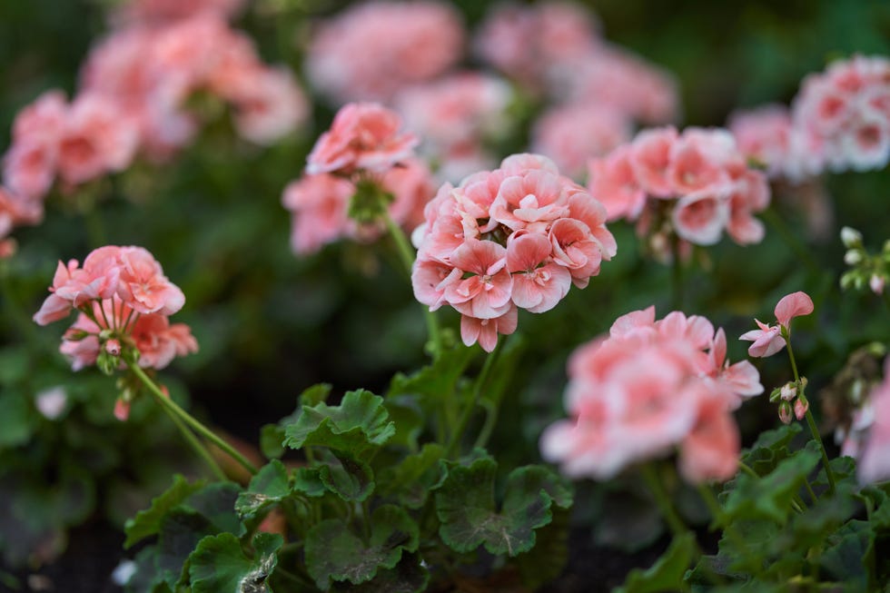 garden geraniums or cranesbiils shallow depth of field high point of view