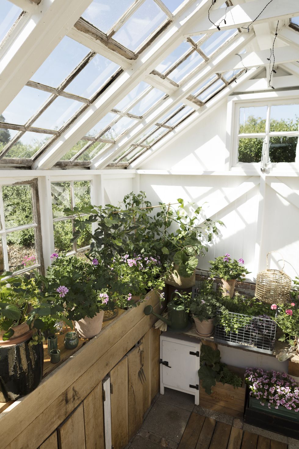 geraniums indoors at winter