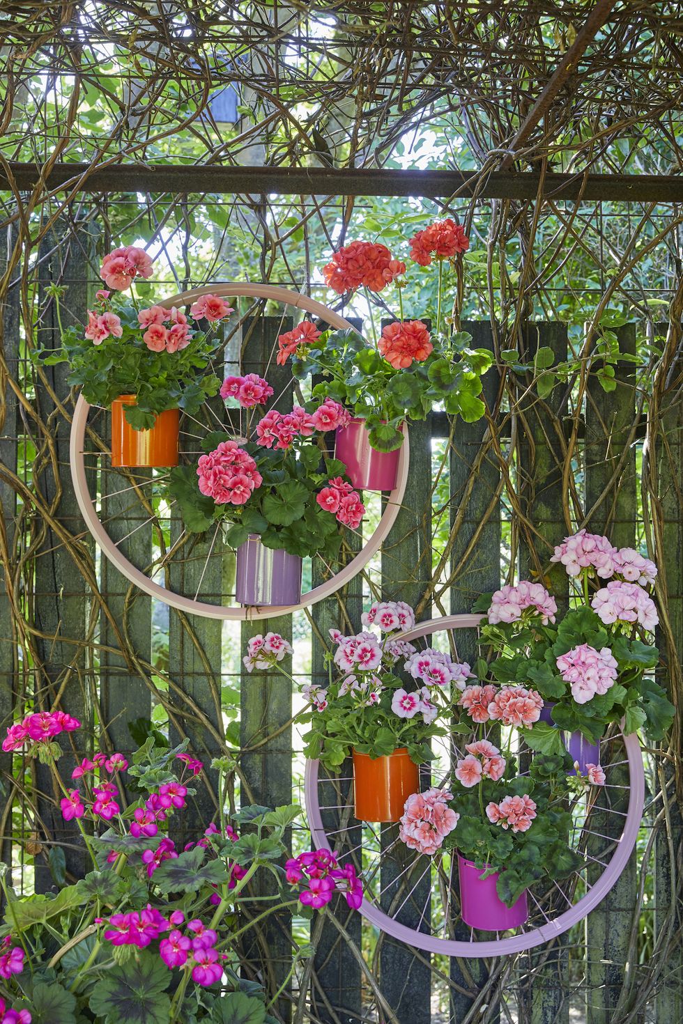 geraniums with upcycled bicycle wheel