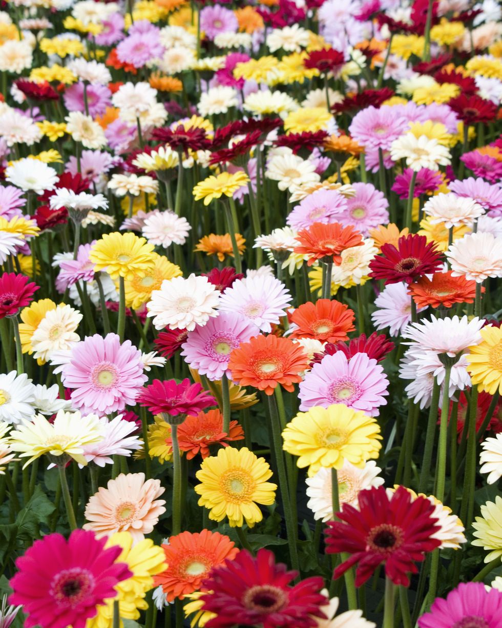 Different Types Of Daisies: Learn About The Differences Between