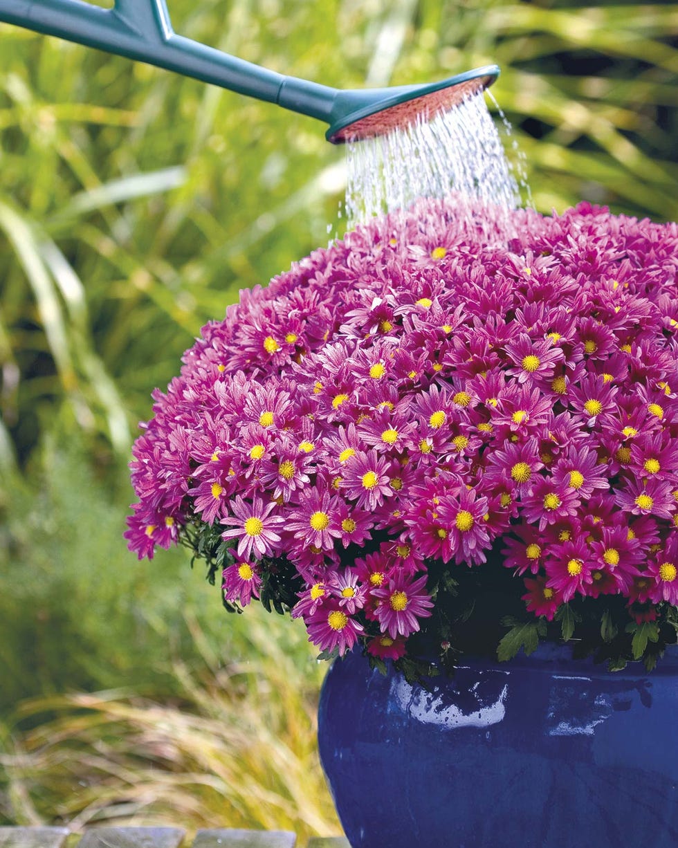 flores gerbera