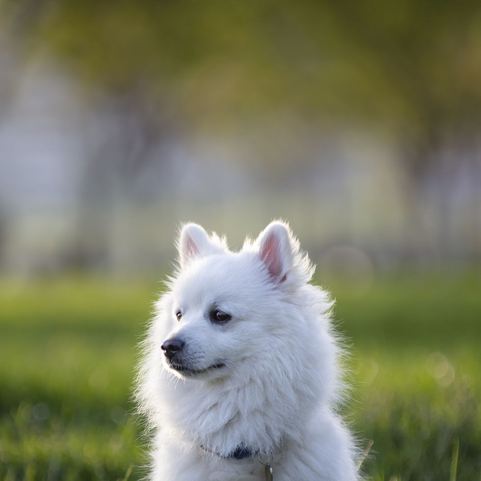 the american eskimo dog is a breed of companion dog, originating in germany the american eskimo dog is a member of the spitz family