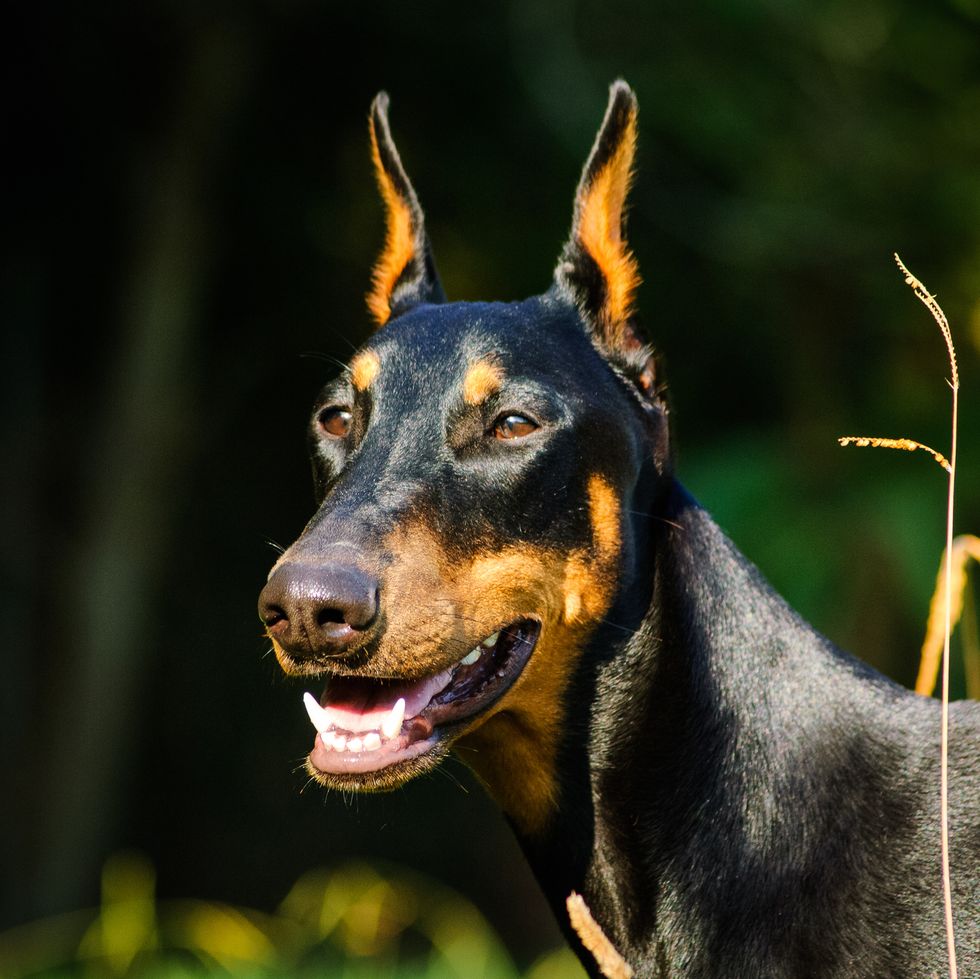 german dog breeds - dobermann