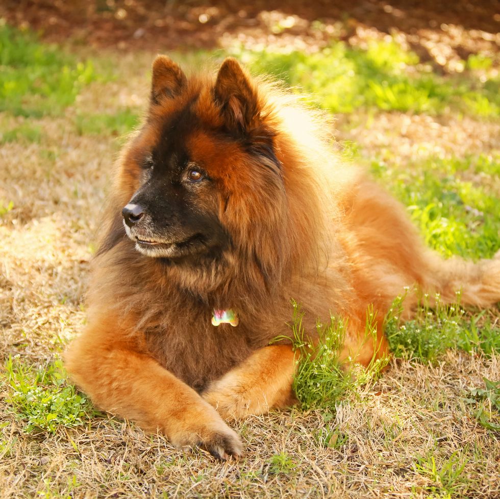 german dog breeds - eurasier
