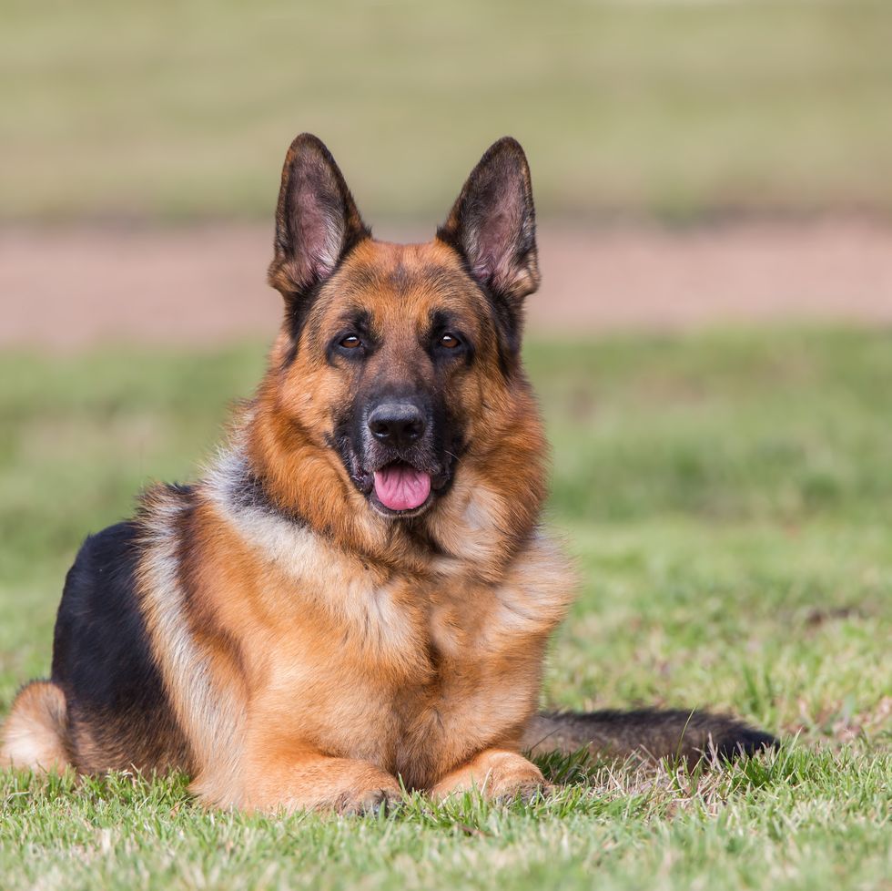 german dog breeds - german shepherd