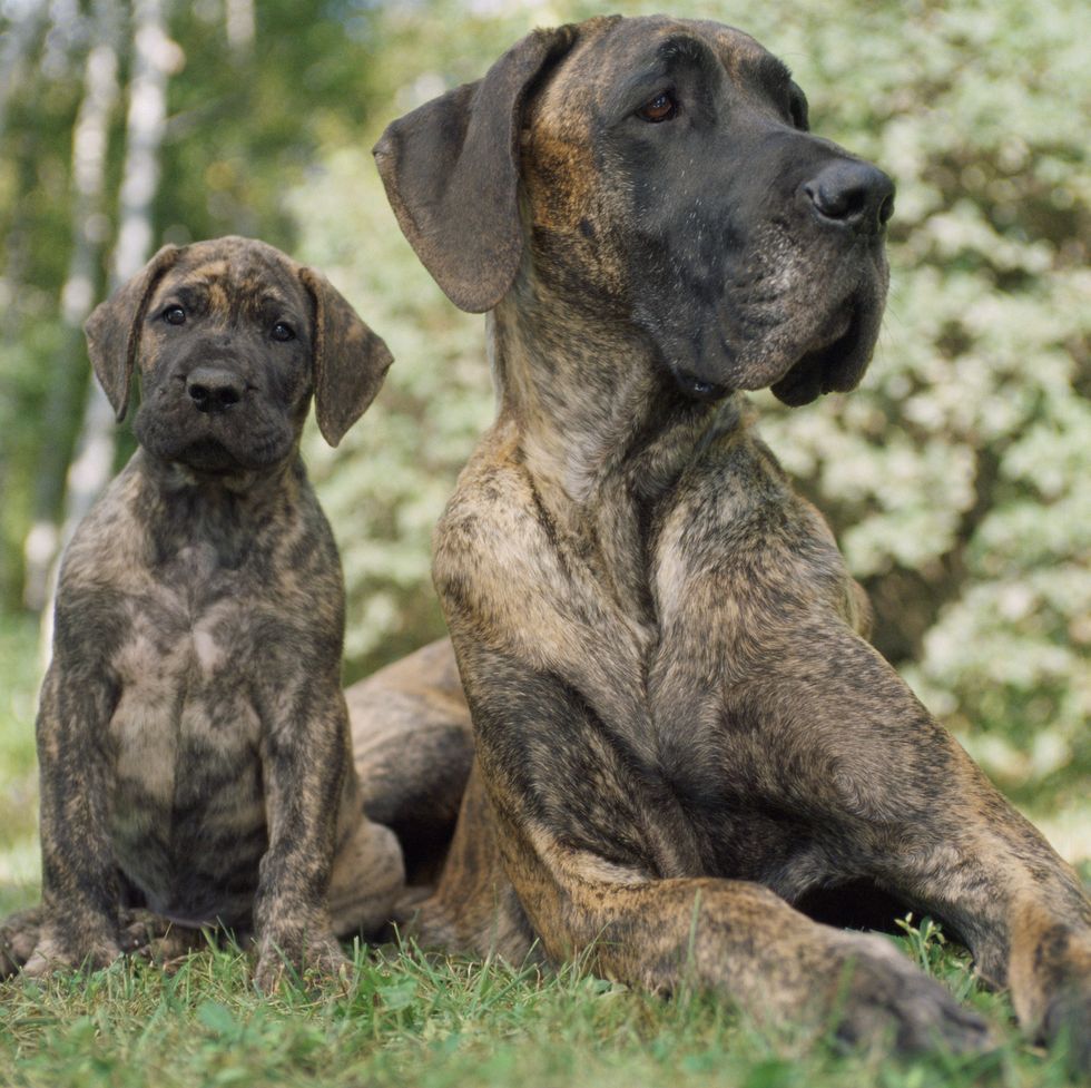 german dog breeds great dane puppy with mother
