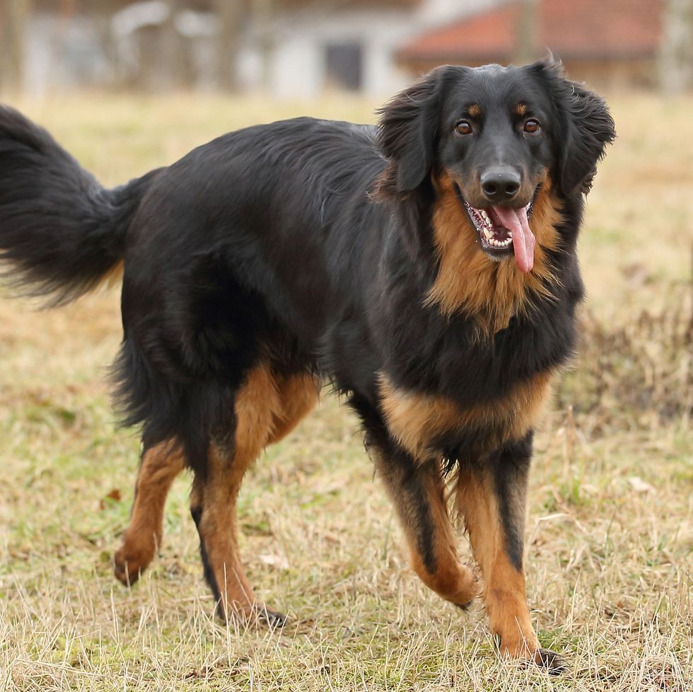 german dog breeds - Hovawart