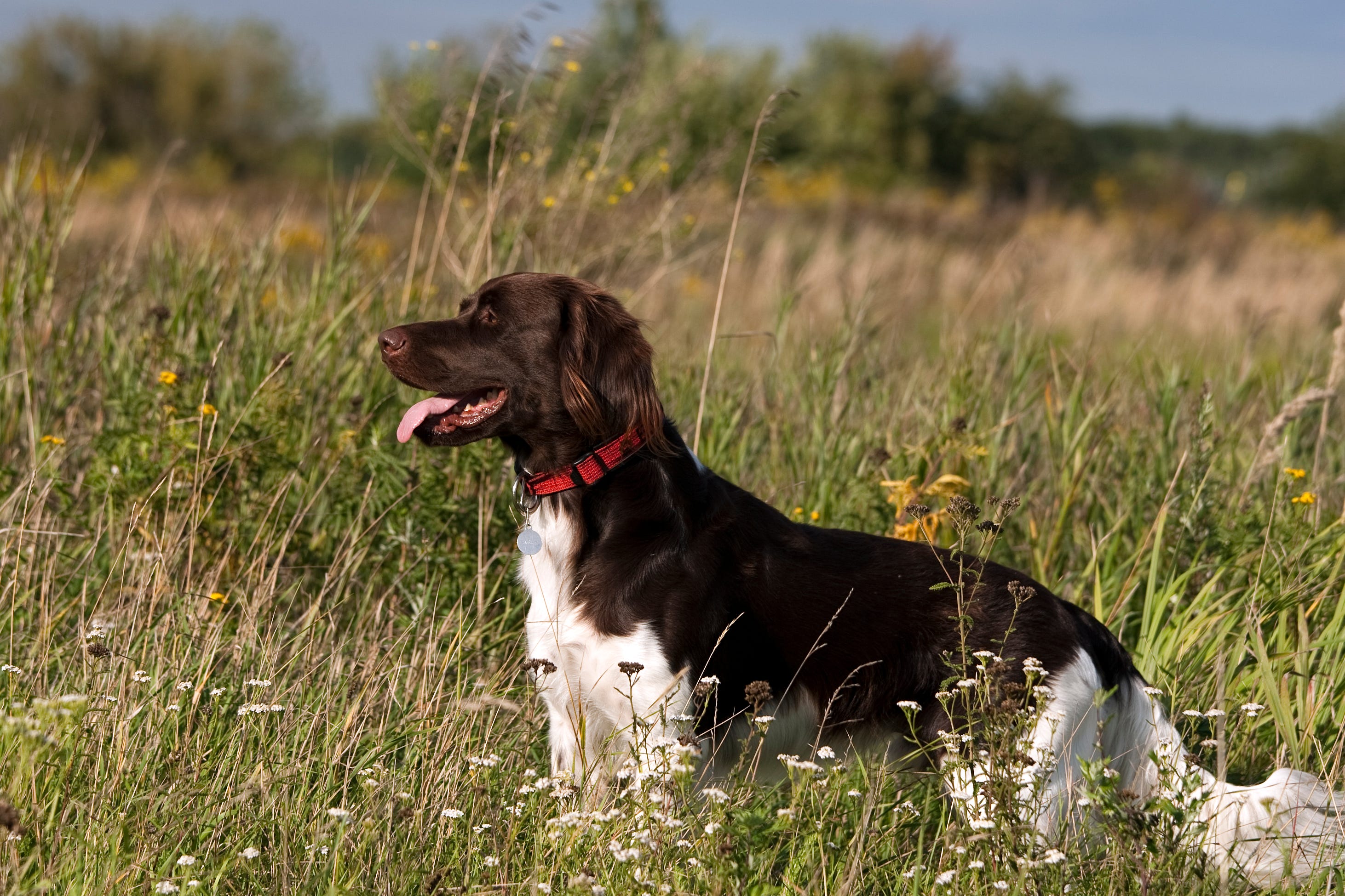 15 Top German Dog Breeds: Small, Large and Rare