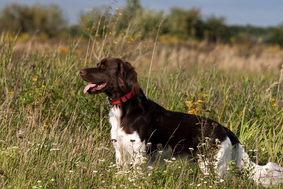 german dog breeds - Münsterländer