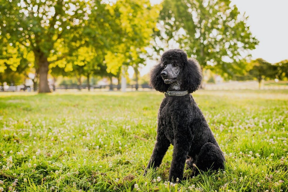 german dog breeds - poodle