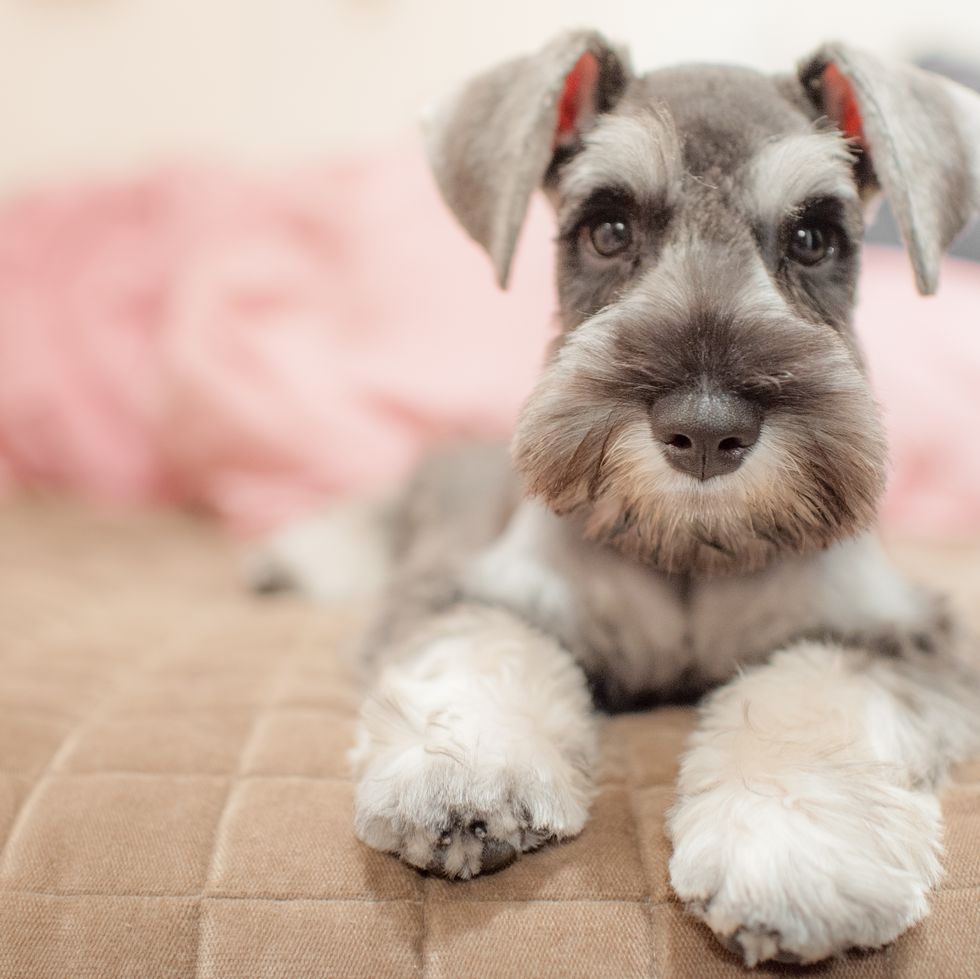miniature schnauzer sitting on bed and looking at camera