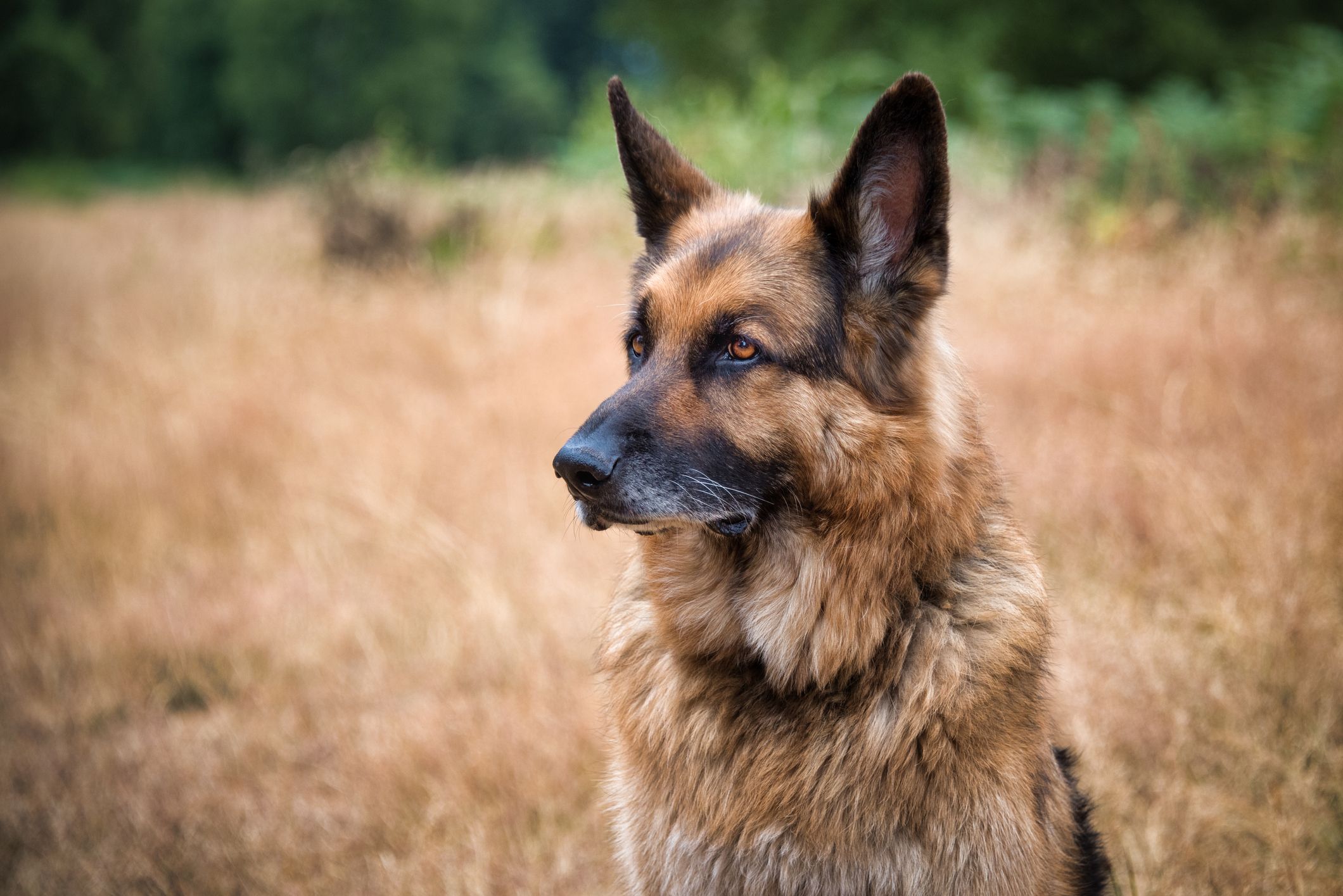 are german shepherds the most loyal dog breed