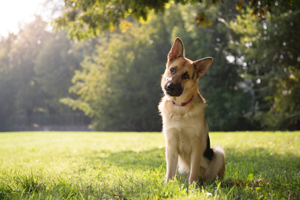 dog commands