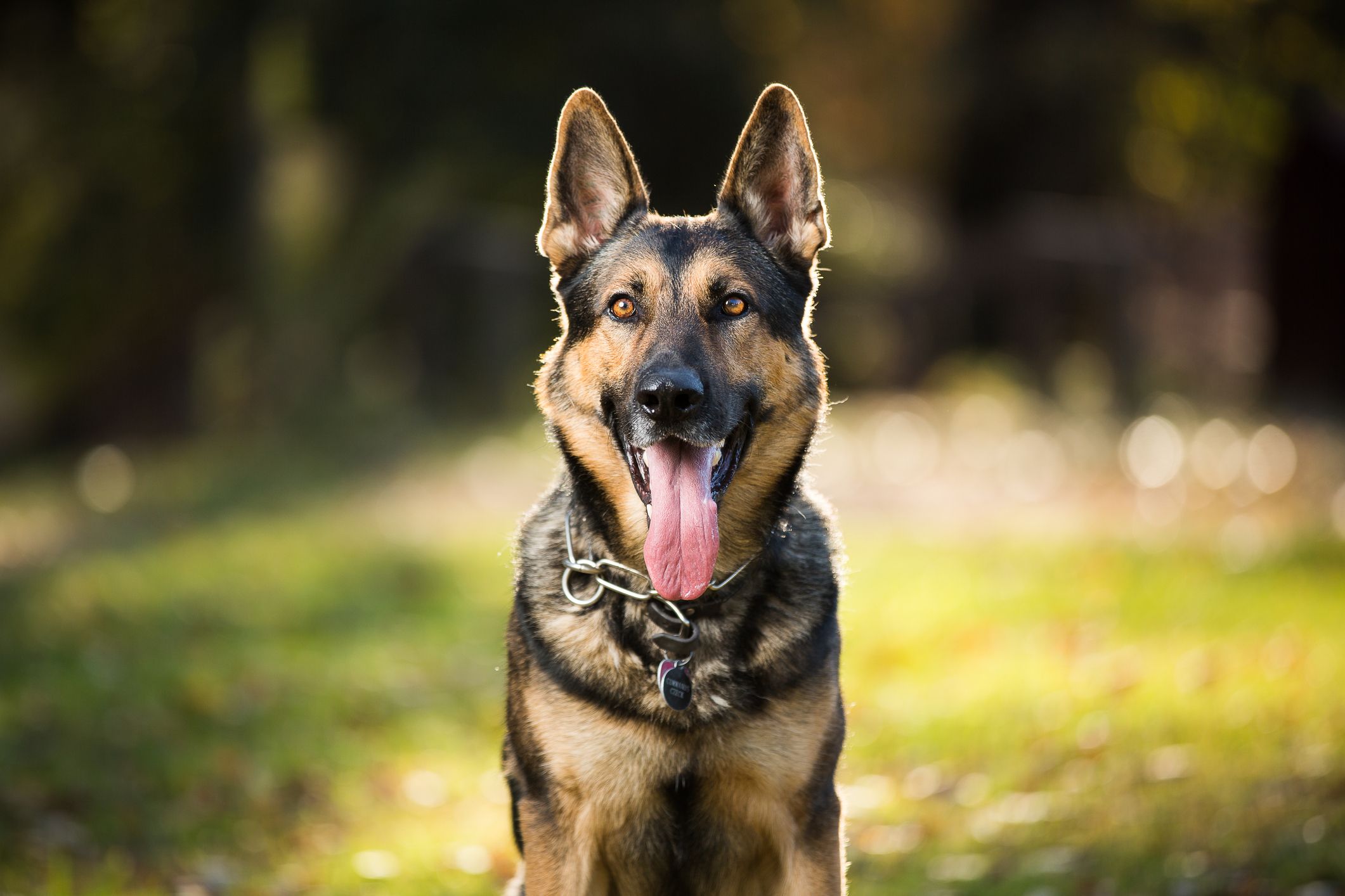 are shiloh shepherds good guard dogs