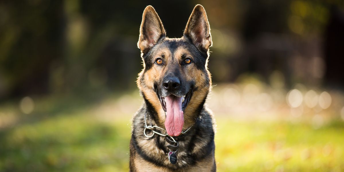 The 13 Best Guard Dogs to Keep Your Home Safe