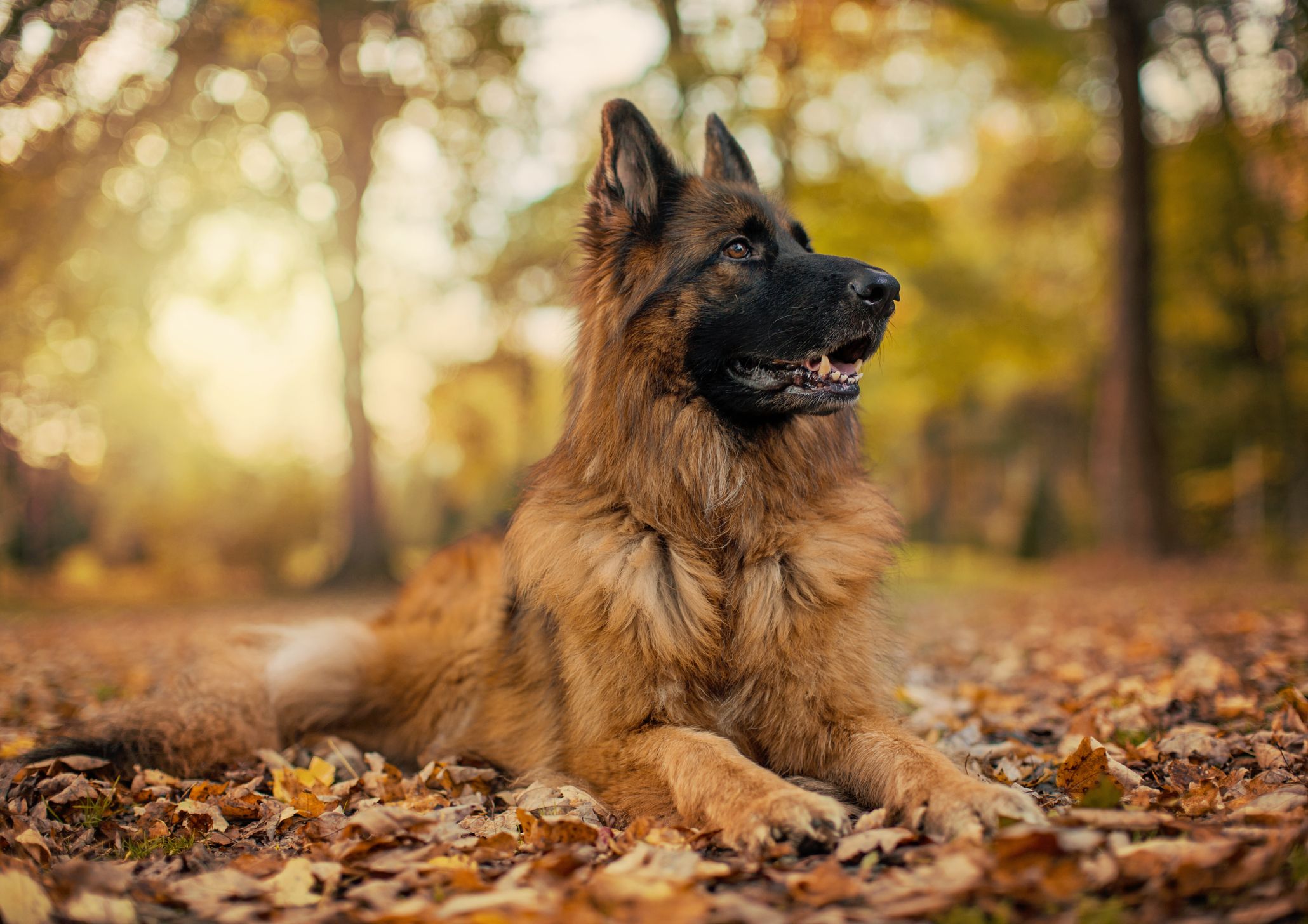 Is the german shepherd best sale a good family dog