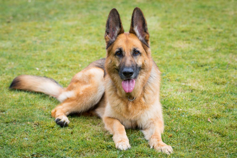 Best Guard Dogs To Deter Burglars Entering Your Home - Dog Breeds