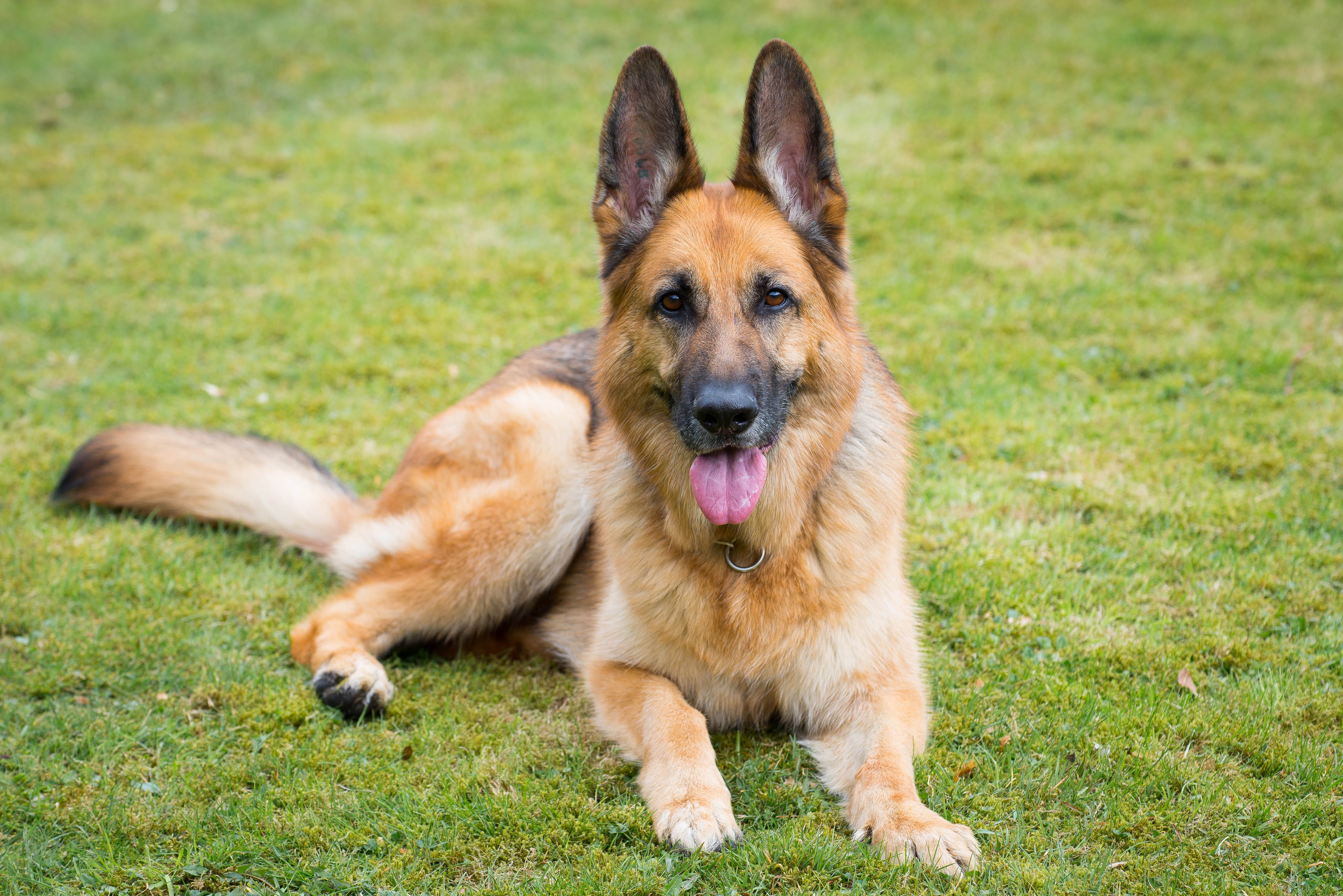 can a american bulldog and a german shepherd dog be friends