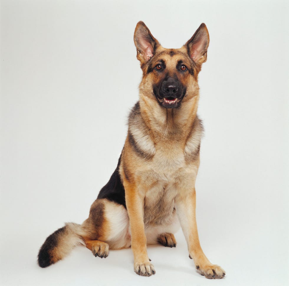german shepherd