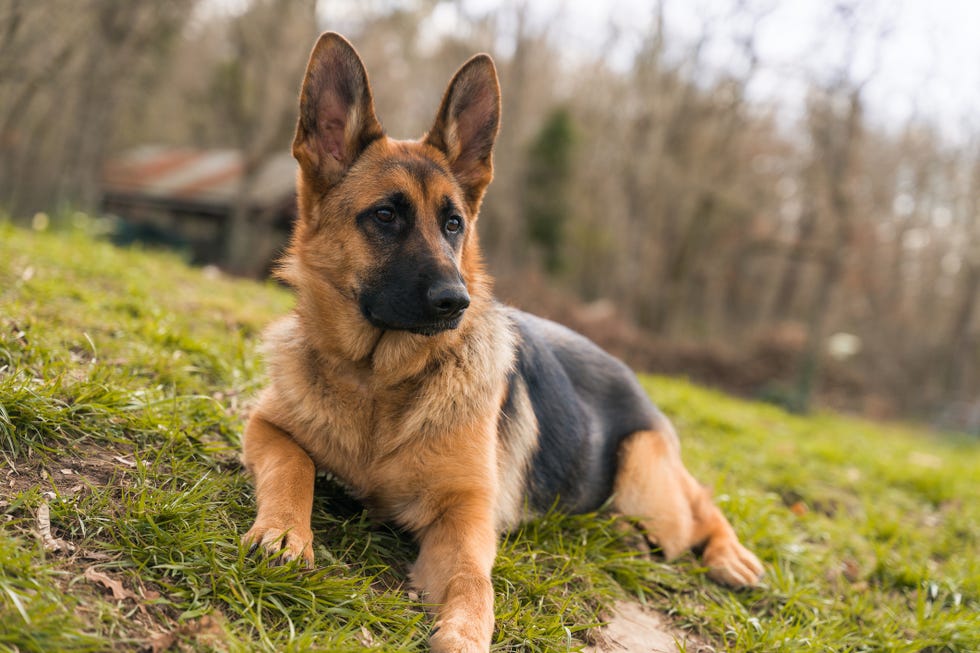 22 Smart Dog Breeds to Consider Adopting