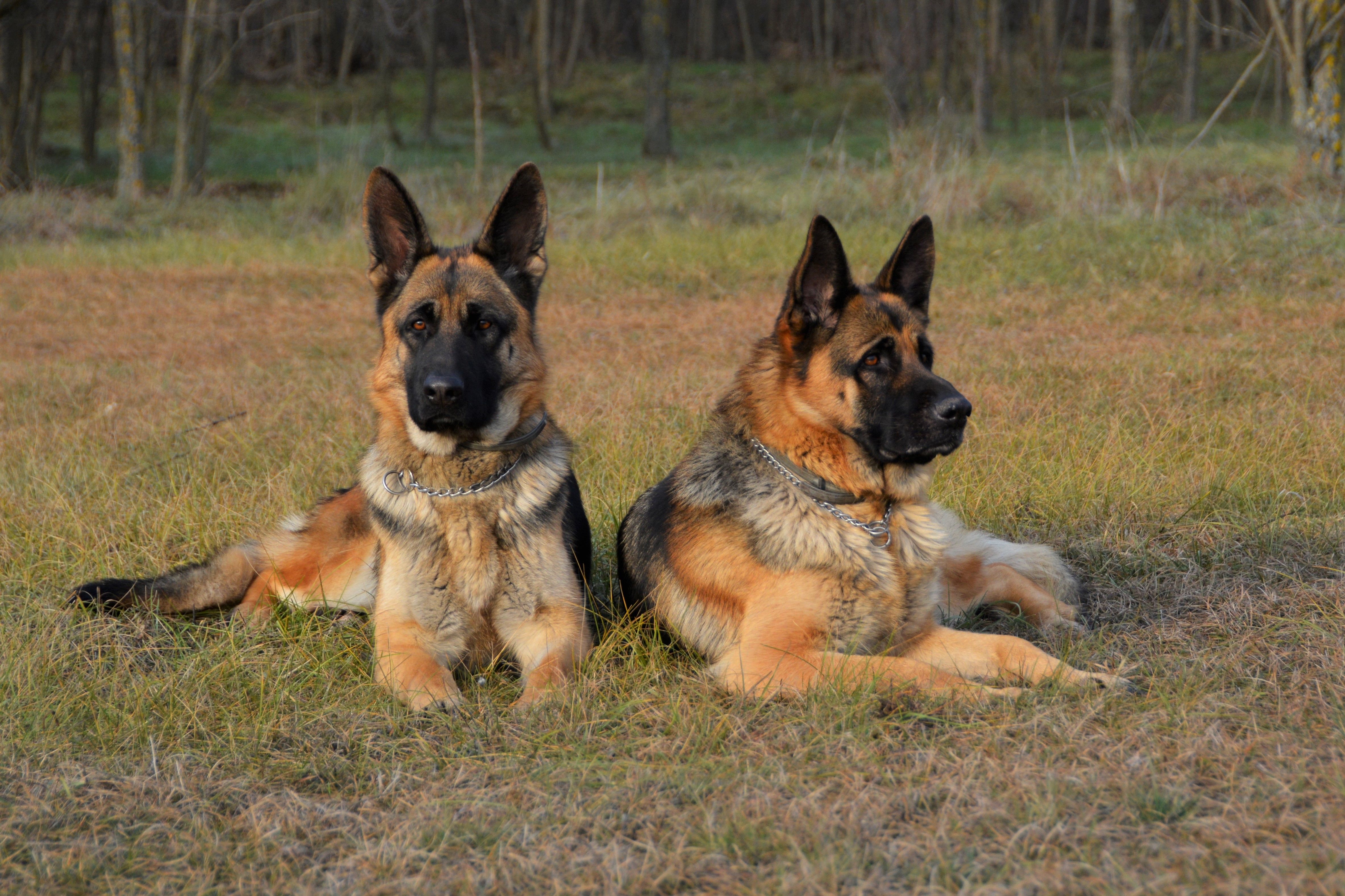 Family friendly guard store dogs