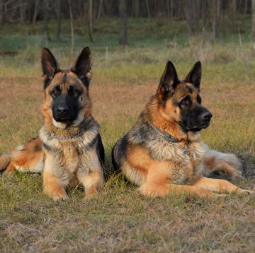 best guard dogs - German Shepherds Relaxing On Grassy Field