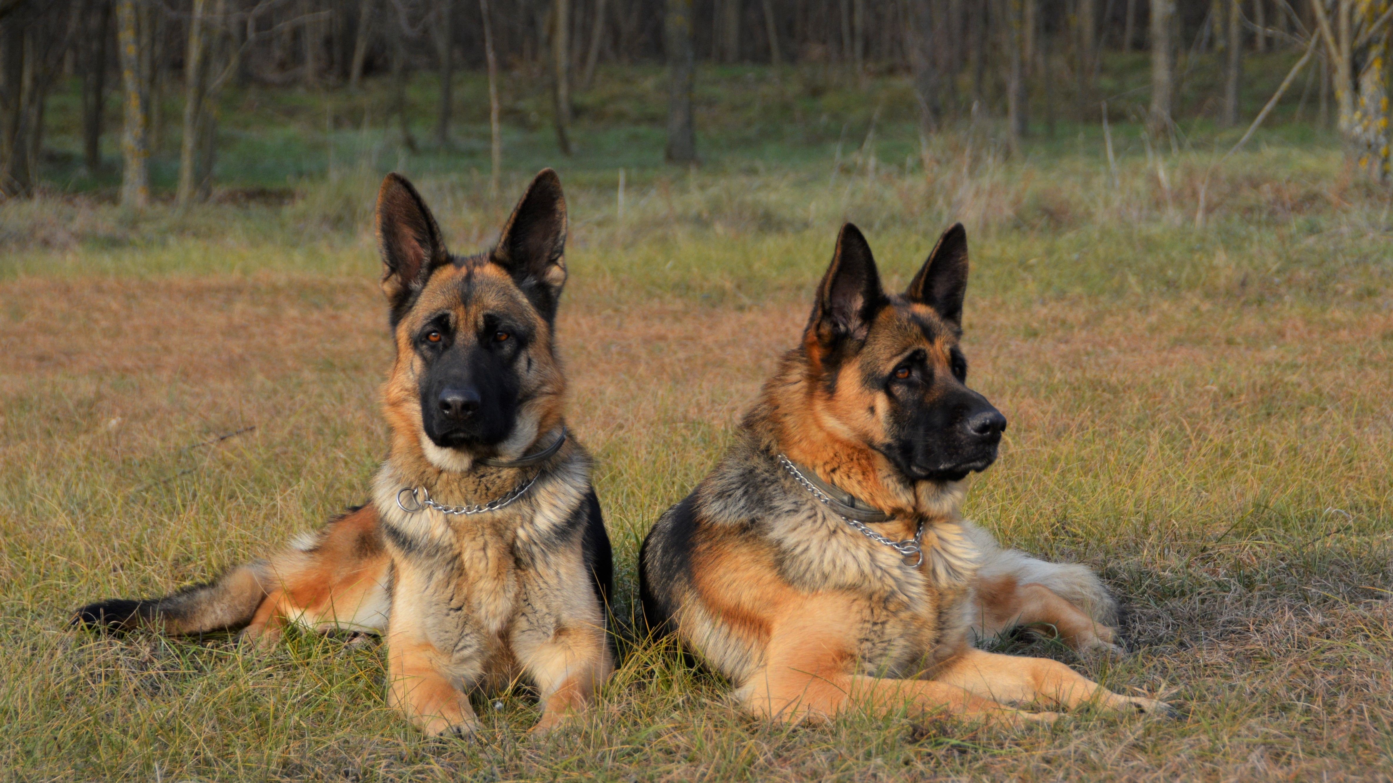 awesome looking dogs