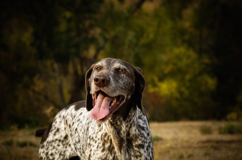 22 Healthiest Dog Breeds