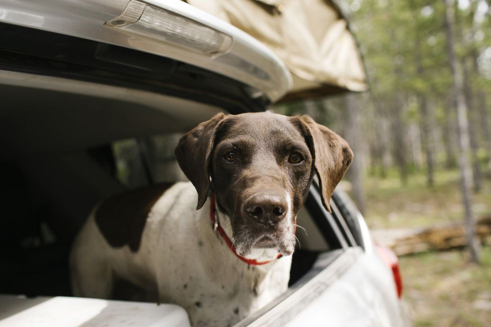german shorthaired pointer in car trunk on camping, wasatchcache national forest