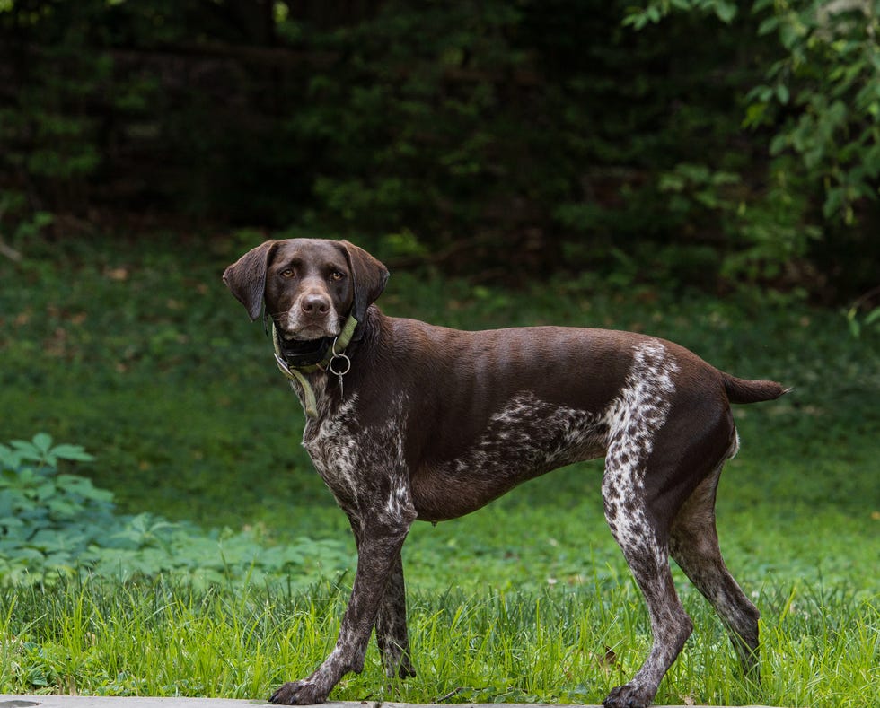 german shorthaired pointer on grassy field