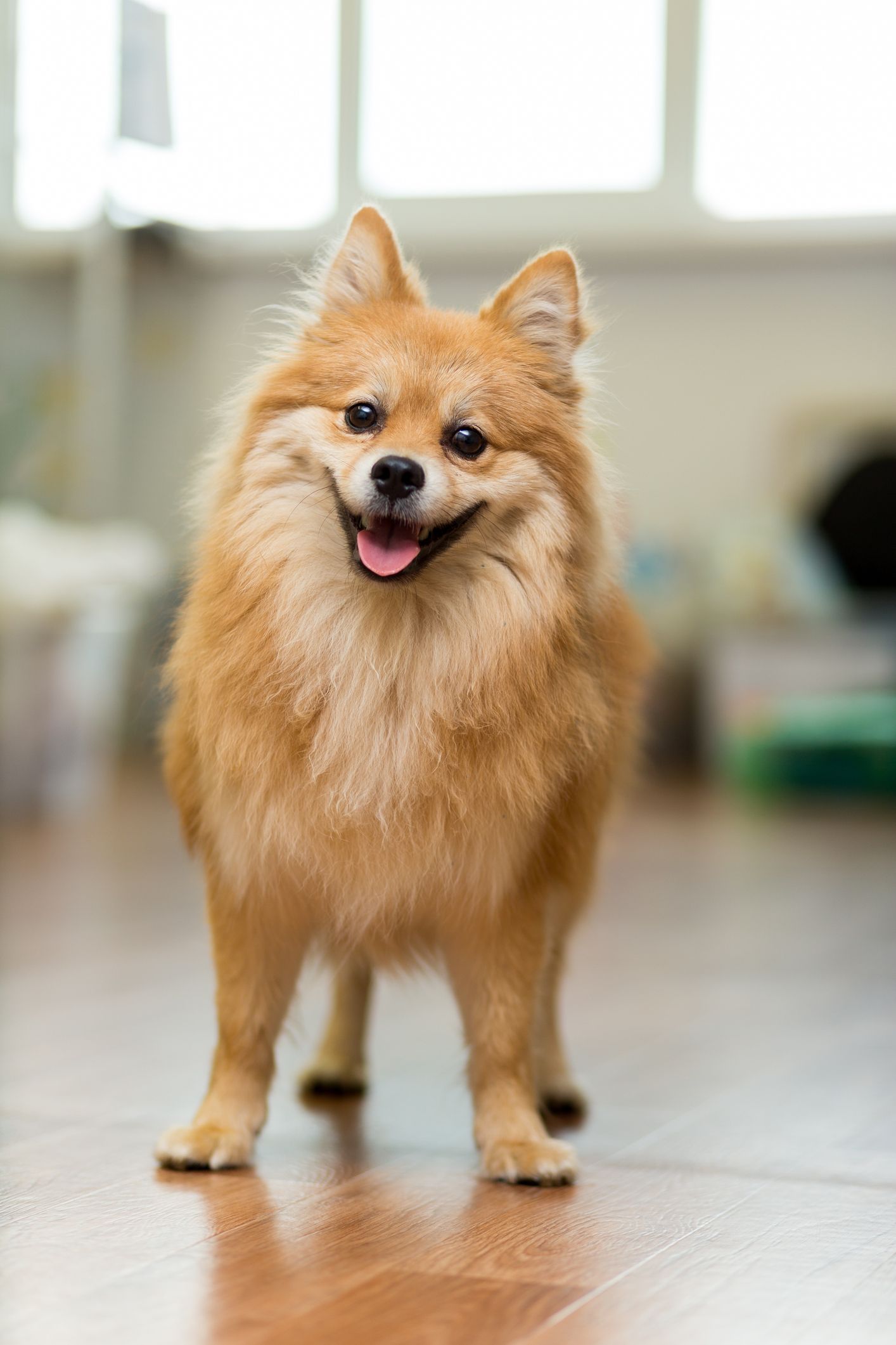 Dogs suited for store apartments