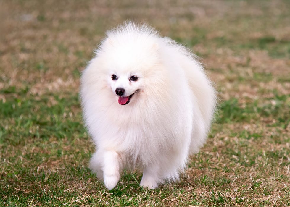 german spitz klein dog