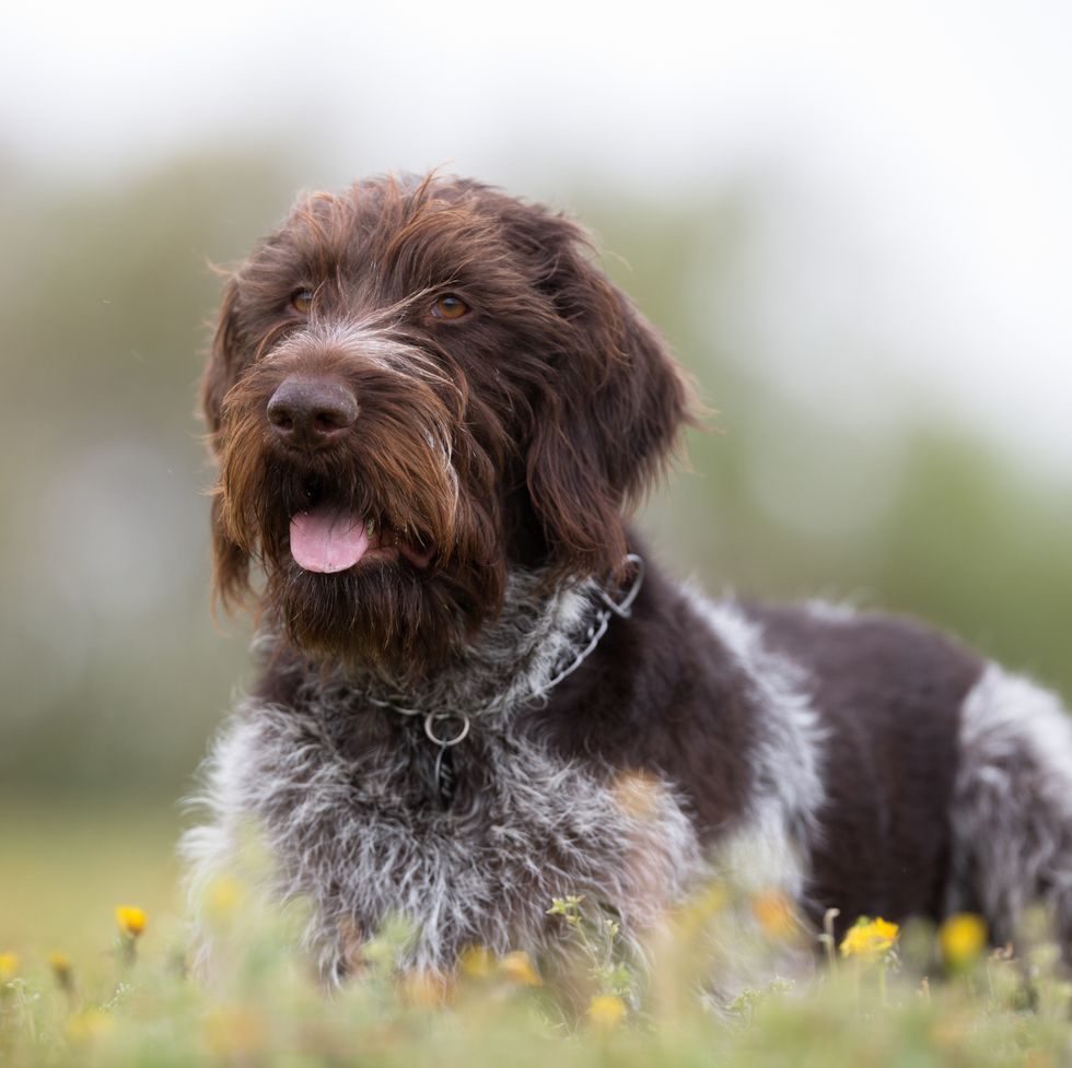 german wirehaired pointer dog outdoors in nature