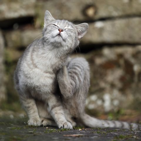 Germany, Baden-Wuerttemberg, Grey tabby cat, Felis silvestris catus, scratching