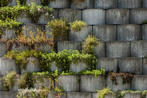 germany, bavaria, otterfing, plants in concrete stone garden