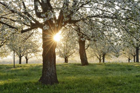 cherry blossom tree facts