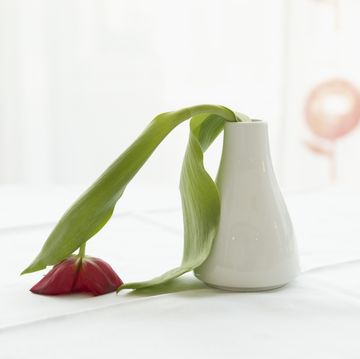germany, cologne, vase with limp tulip, close up